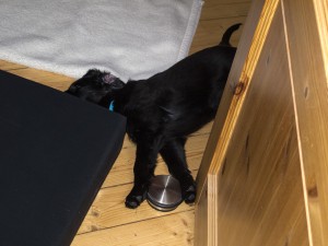IMG_2074