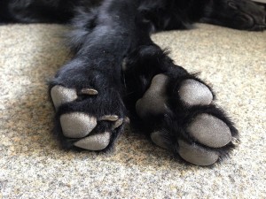 IMG_8733_2